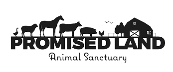 promised land animal sanctuary